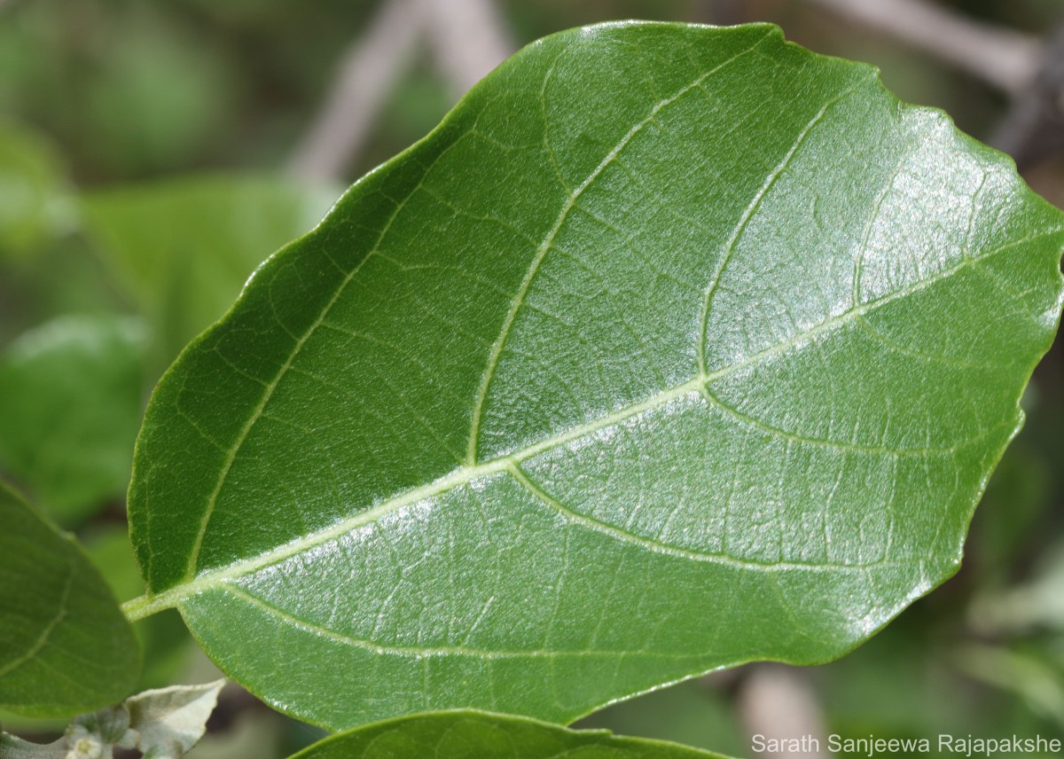 Cordia dichotoma G.Forst.